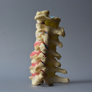 modello anatomico di vertebre cervicali