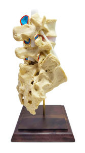 modello anatomico di colonna vertebrale lombare