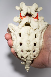 modello anatomico lombo-sacrale