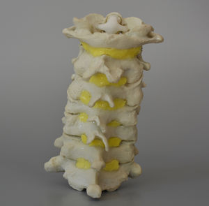 modello anatomico colonna vertebrale cervicale