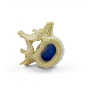 modello anatomico di vertebre