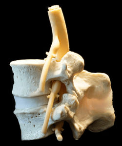 modello anatomico lombare 1