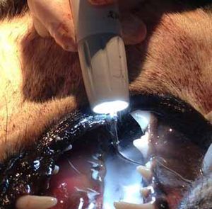ablatore di tartaro piezoelettrico / veterinario / set completo / con illuminazione LED