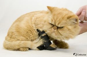 steccobenda veterinaria per zampe