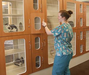 gabbia veterinaria per gatti 1