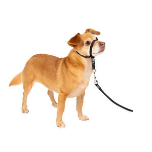 collare veterinario per cani