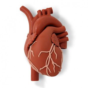 modello anatomico cuore / ad uso didattico