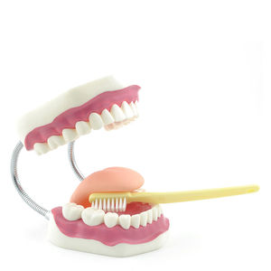 modello anatomico di denti