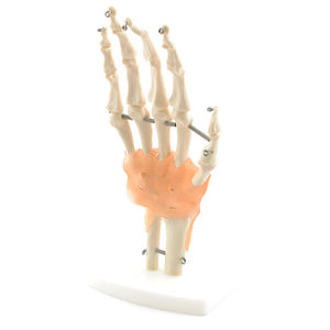 modello anatomico di scheletro
