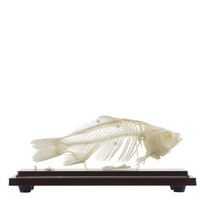 modello anatomico di scheletro