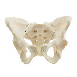 modello anatomico di pelvi