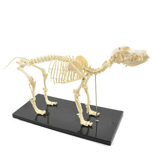 modello anatomico di scheletro