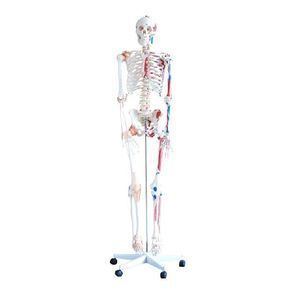 modello anatomico di scheletro