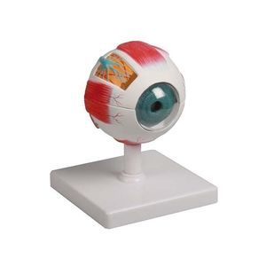 modello anatomico muscolare