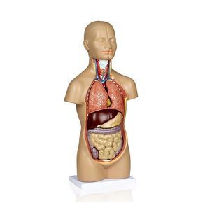 modello anatomico di torso