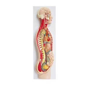 modello anatomico di sistema nervoso simpatico