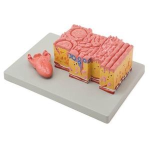modello anatomico di lingua