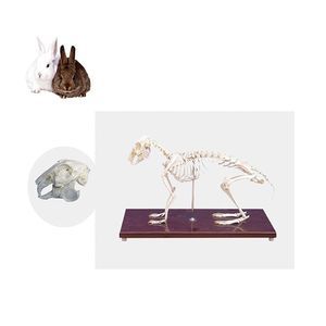 modello anatomico di scheletro
