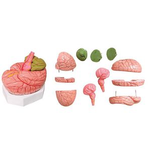 modello anatomico cervello / ad uso didattico