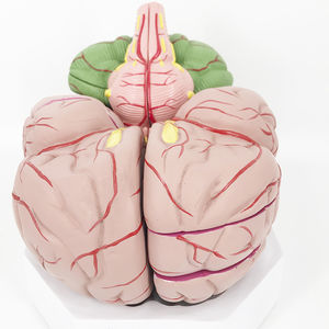 modello anatomico di cervello