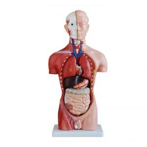 modello anatomico di torso
