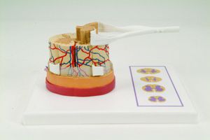 modello anatomico di midollo spinale