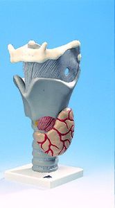 modello anatomico di laringe 1