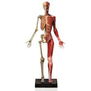 modello anatomico di scheletro