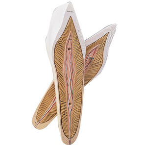 modello anatomico di denti 1