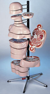 modello anatomico tronco