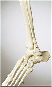 modello anatomico osseo 1