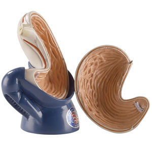 modello anatomico di arteria gastrica