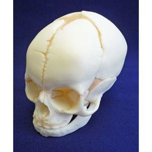 modello anatomico di cranio