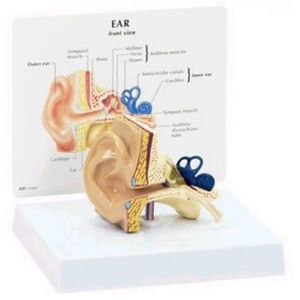 modello anatomico di orecchio