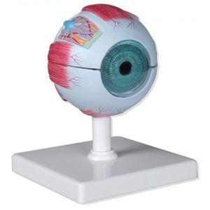 modello anatomico di occhio