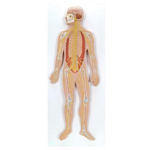 modello anatomico di sistema nervoso