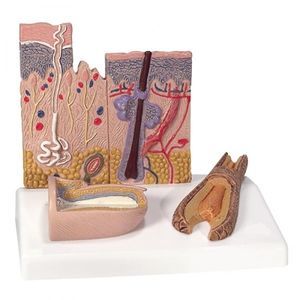 modello anatomico di pelle