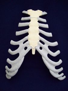 modello anatomico di sterno 1