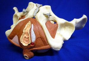 modello anatomico di pavimento pelvico / muscolo / bacino / ad uso didattico