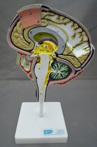 modello anatomico cervello / ad uso didattico