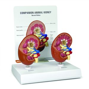 modello anatomico arteria renale