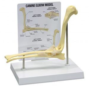 modello anatomico di gomito