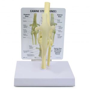 modello anatomico per ginocchio 1