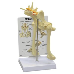 modello anatomico di bacino 1
