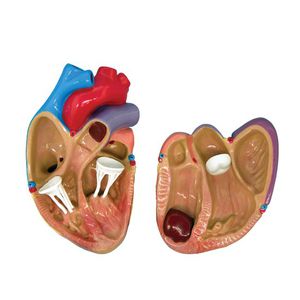 modello anatomico di cuore