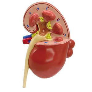 modello anatomico rene