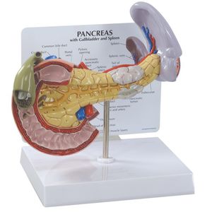 modello anatomico di pancreas