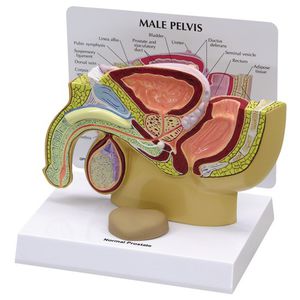 modello anatomico di bacino 1