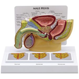 modello anatomico di bacino 1