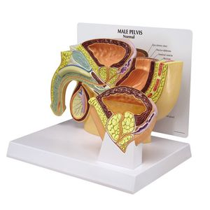 modello anatomico di bacino